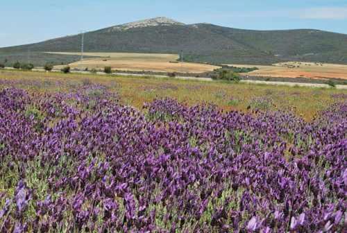 Hiendelaencina La Perla Casa Rural Sostenible المظهر الخارجي الصورة